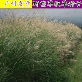 护坡牧草野芒草种子四季种南方北方种植野草植物易种草籽护坡草