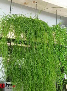 红叶丝苇细叶喀秋莎三角丝苇热带雨林仙人掌昙花不怕晒垂吊植物