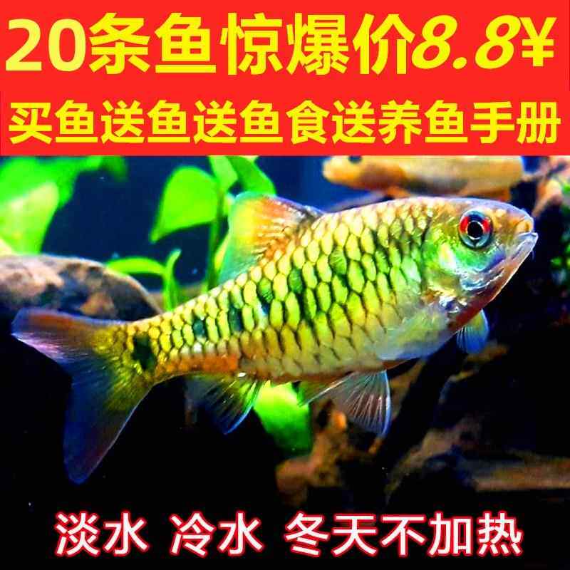 中国斗鱼伴侣条纹小鲃生红眼淡水观赏鱼中国斗鱼伴侣清澡鱼冷水鱼