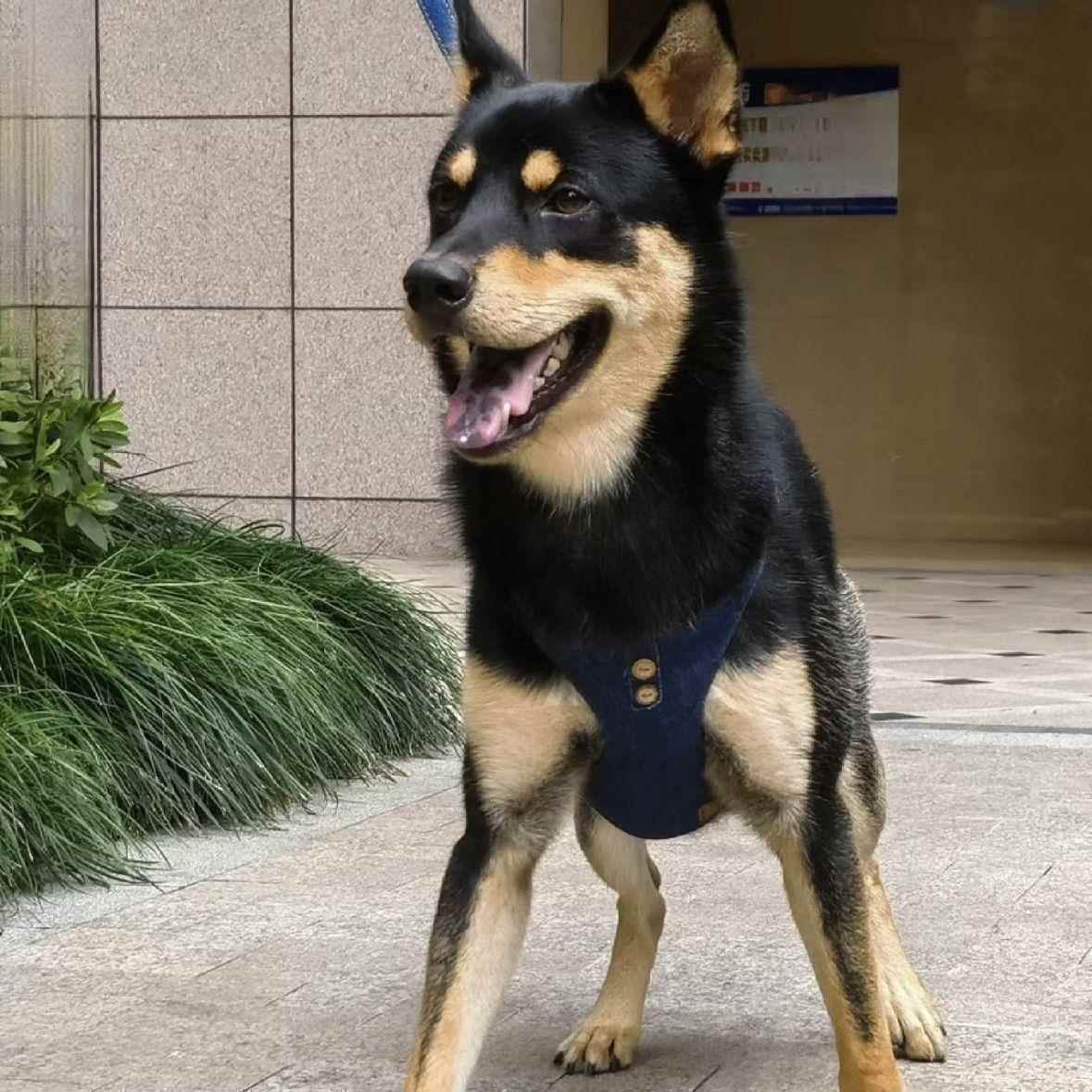 四眼铁包金正品正宗宠物狗广西土猎犬狗虎头看家护院家狗便宜幼崽