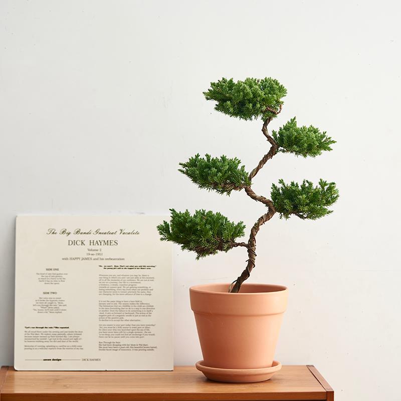 五层塔QLW松盆景松盆栽室内绿植好养北欧客植物乔柏迁厅寂风诧放