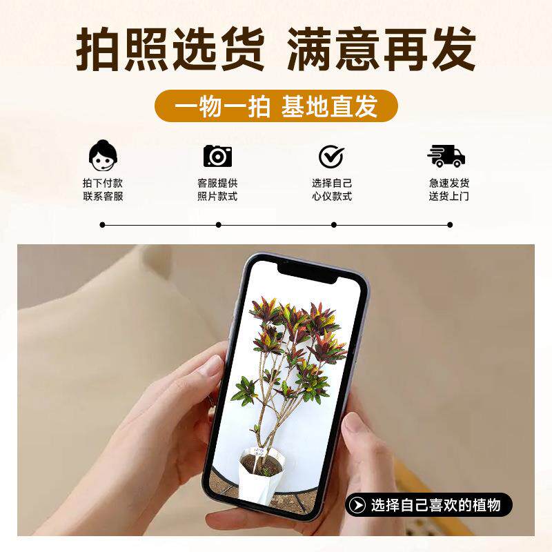 变叶木室内大型绿植盆栽真树洒金榕旺宅好养大号客厅喜阴四季造景