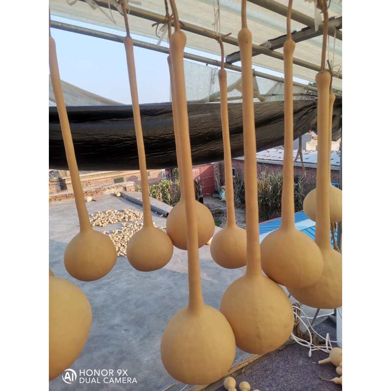 文玩葫芦摆件挂件天然大油锤单肚葫芦毛笔杆客厅卧室摆件墙壁挂件