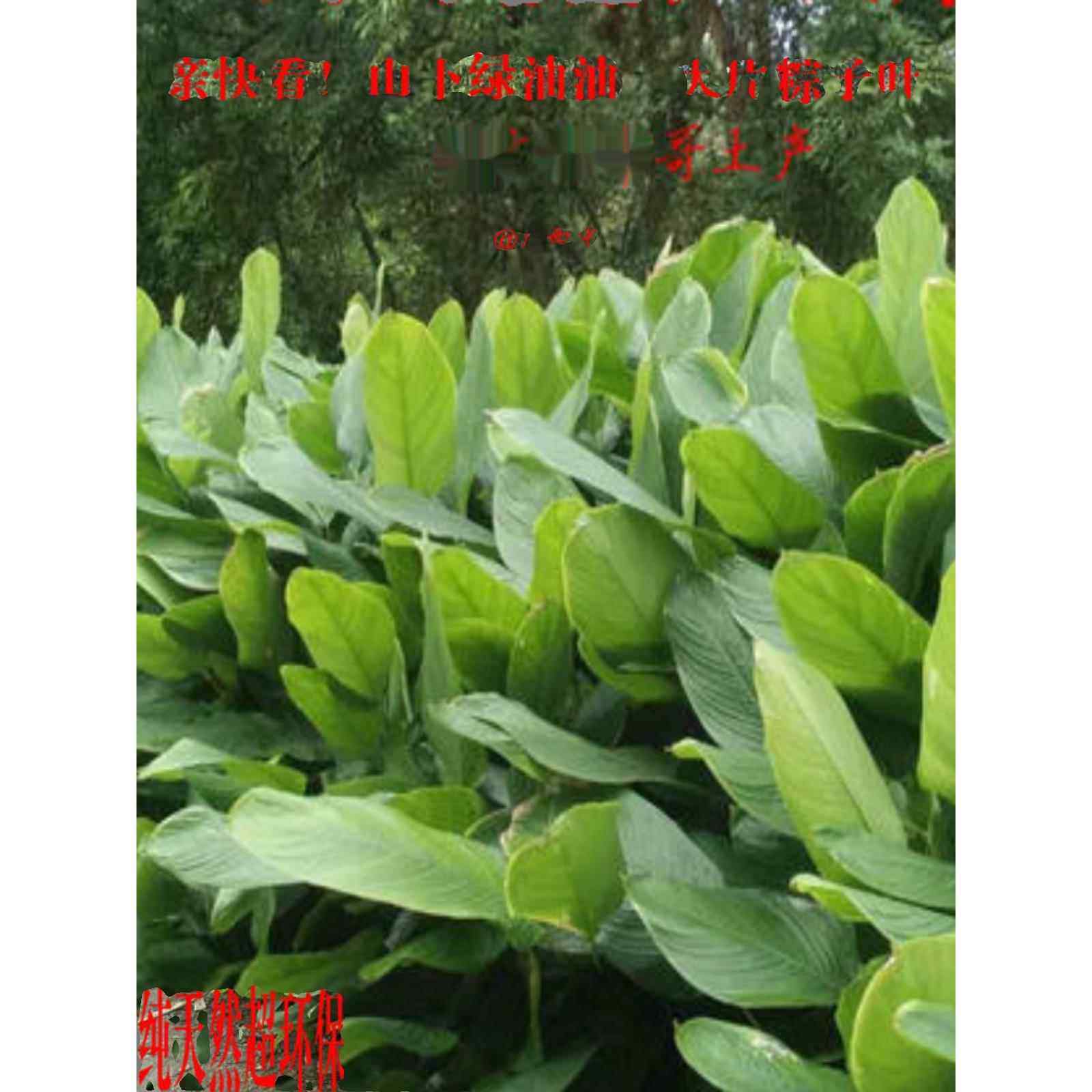 广西天然新鲜现摘裹蒸粽 肉粽叶 大粽叶 粽子叶 冬叶 端午包邮