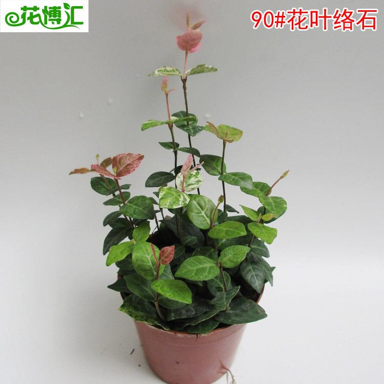 小盆栽花卉室内绿色盆景办公室桌面（A90)花叶络石