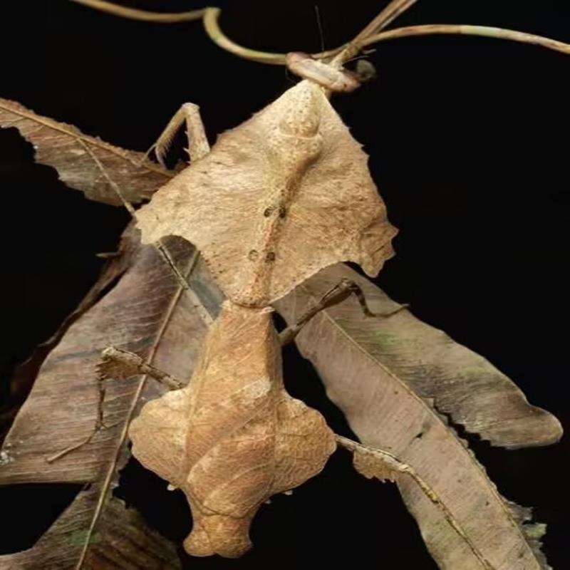 菱背枯叶螳螂大刀昆虫宠物爬虫宠物活体