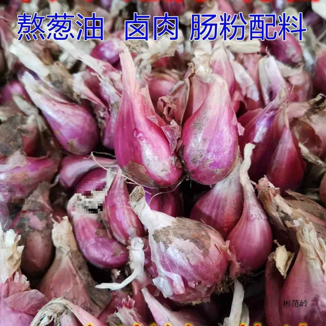 四川红葱头干葱头四季香葱头火葱种熬葱油卤肉饭盆栽种植产地直发