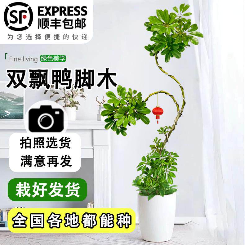 造型鸭脚木客厅大盆栽鹅掌木鹅掌柴室内绿植大型四季常青真花老桩