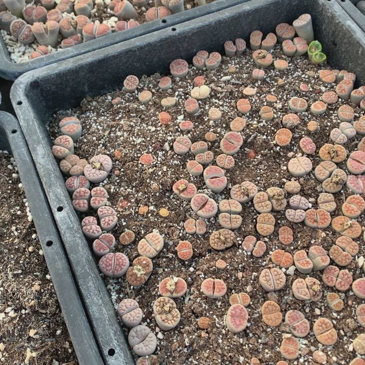 11.27糖球种子100粒多肉植物