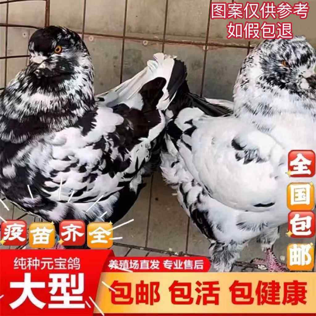 圆环鸽子进口种鸽大型元宝一对巨型肉鸽活物美系青年鸽幼鸽