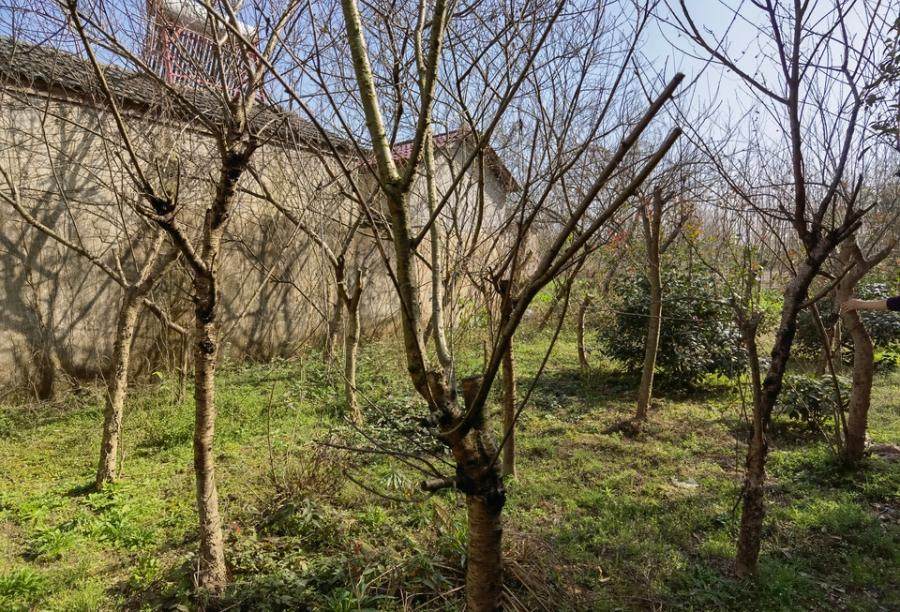 再次拍卖（破）安徽绩溪县亨达生态农业开发有限公司林权