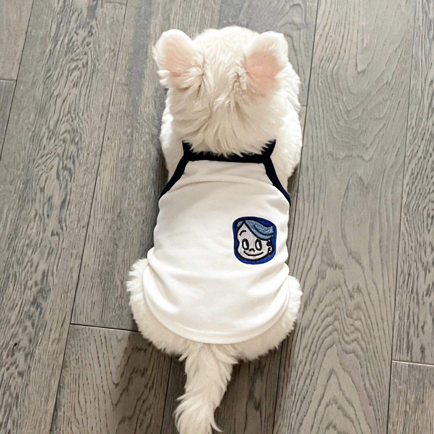 夏天狗狗衣服中小型犬薄款吊带西高地博美雪纳瑞2026新款可爱衣服