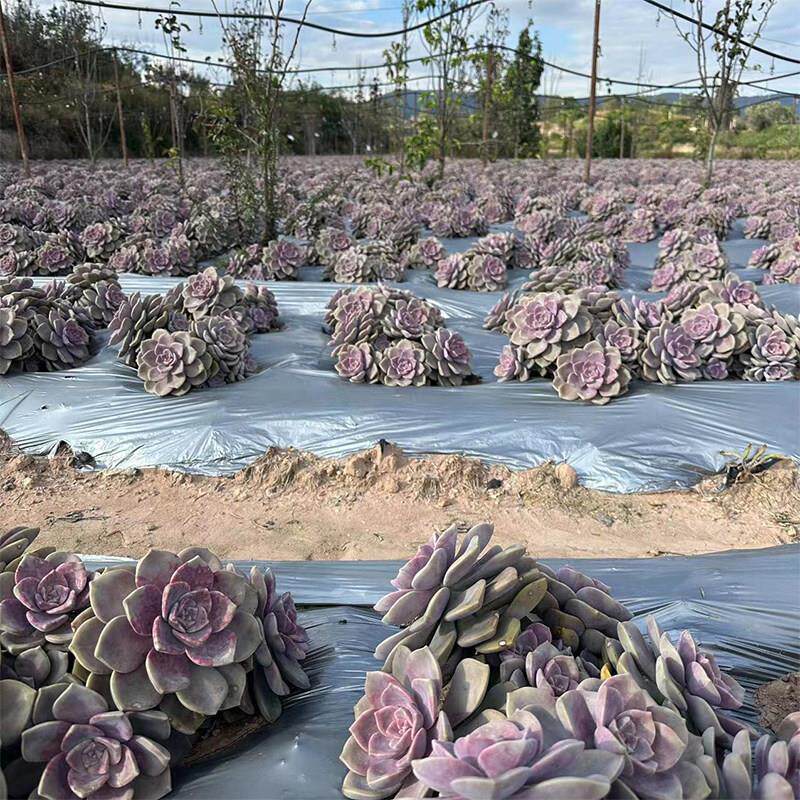 多肉大王 高端地栽多肉植物庭院紫乐老桩大盆大号特大冠幅30-55cm