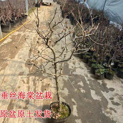 垂丝海棠花树苗盆栽地栽嫁接高杆大苗原盆土带花苞发货好养耐寒