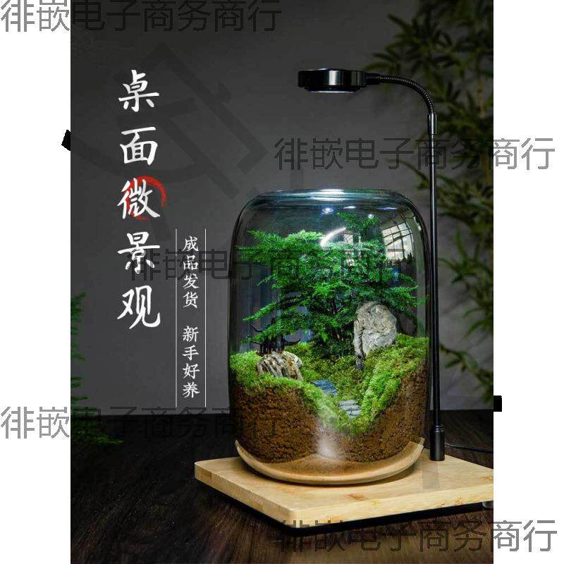 桌面微景观生命之树生态瓶创意盆栽办公室绿植成品盆景好养活青苔