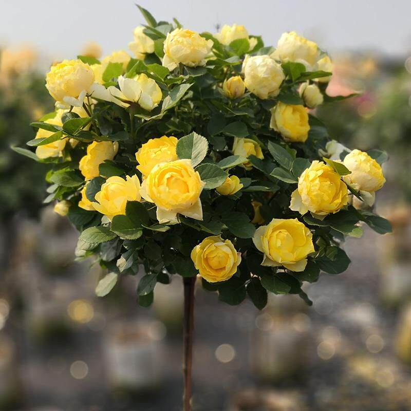 接树桩月季苗棒棒糖树状季月浓香玫瑰树512庭嫁花院盆栽地栽四季