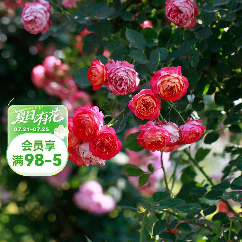 海蒂的花园 藤本浪漫宝贝爬藤长势快耐热花柱花墙月季花卉盆栽苗