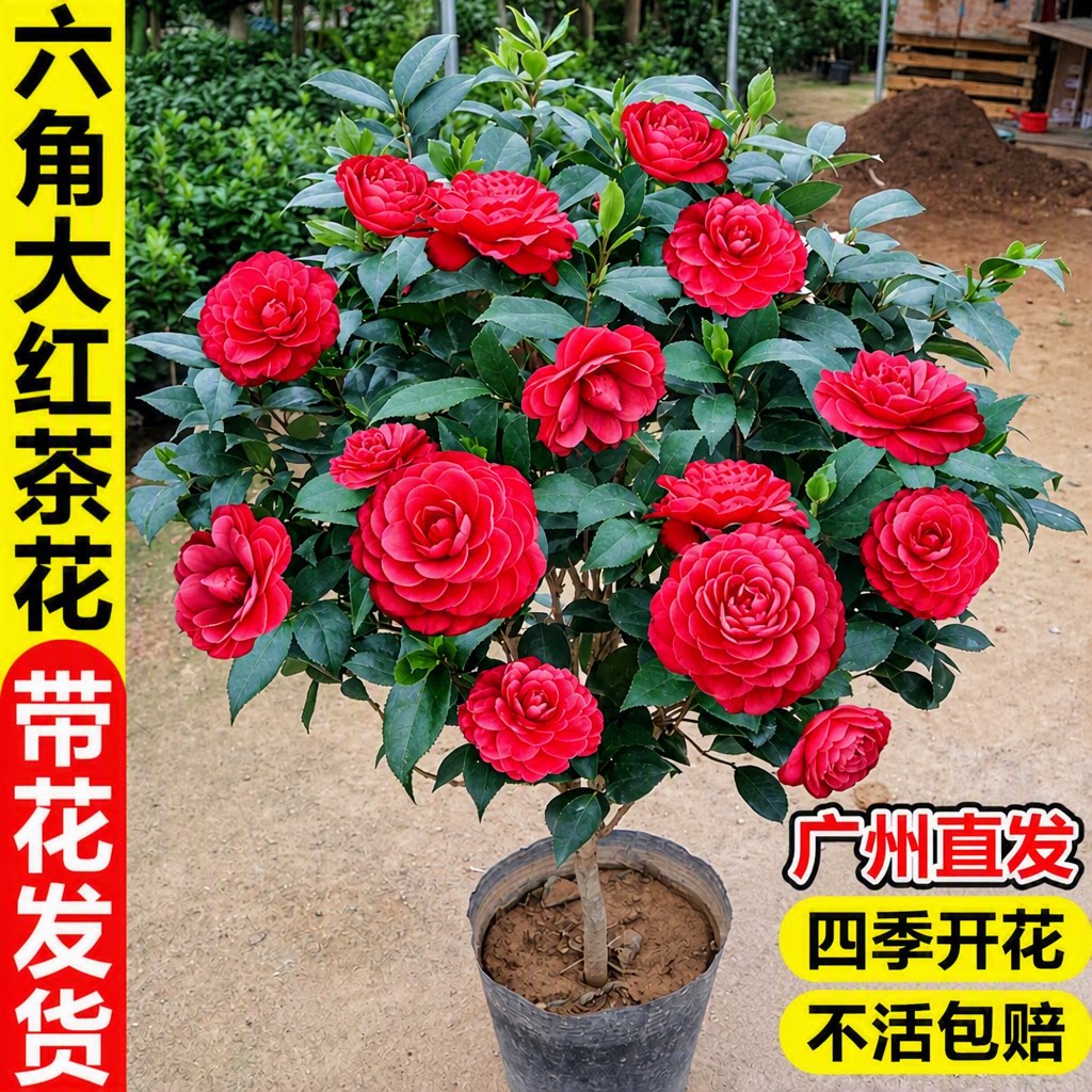 大红六角带苞山茶花盆栽四季开花