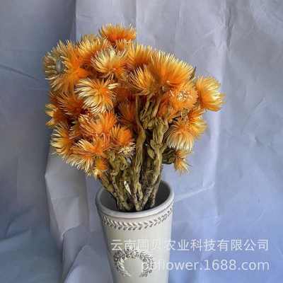 花者批发民宿装饰插花岩石花【旱雪莲】干花花束 材料包DIY花材