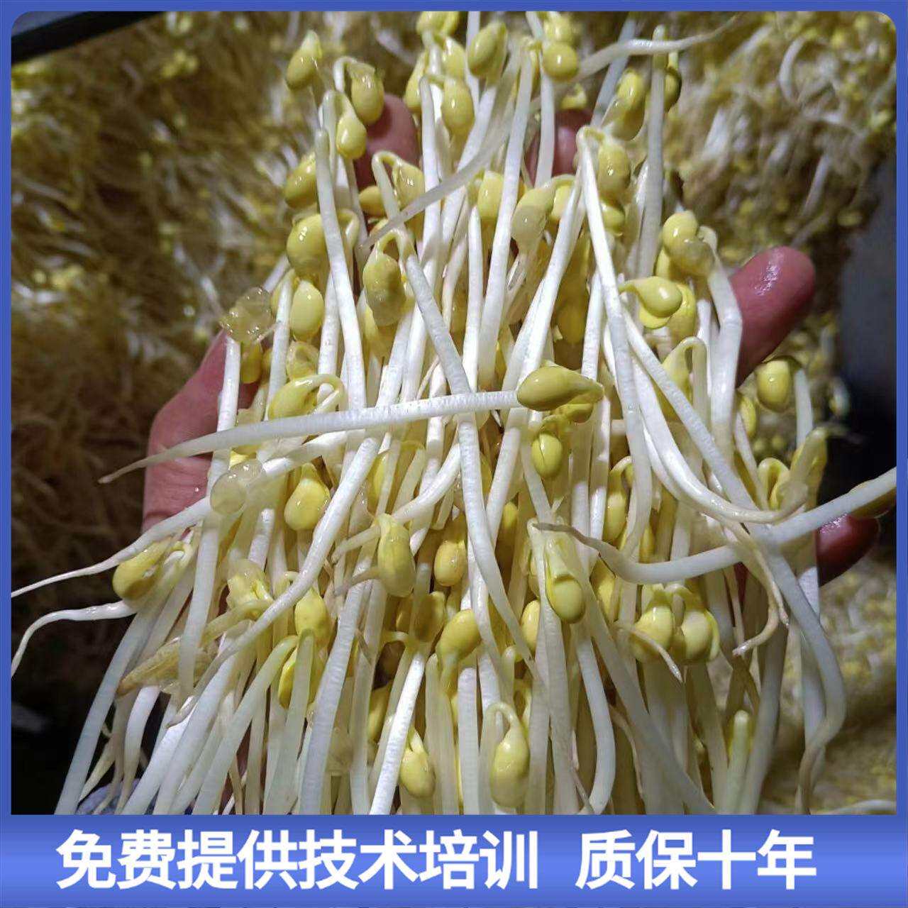 省电王豆芽机设备 全智能化电脑控制豆芽机 聚能厂家设备