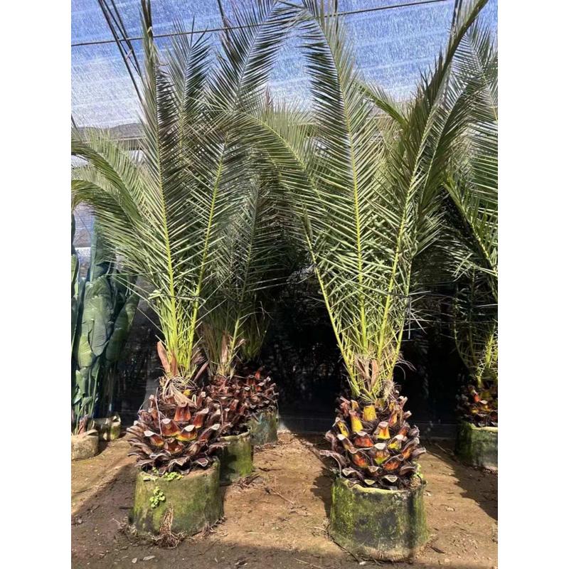 加拿利海枣树庭院户外大型绿植耐寒苗木棕榈海藻四季常青绿化风景