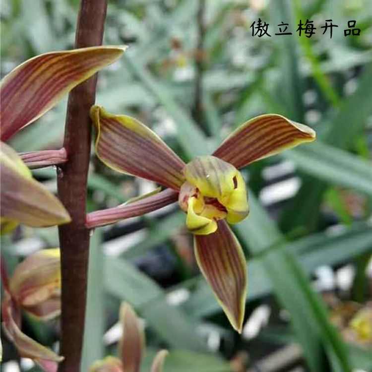 带叶芽兰花苗墨兰 傲立梅 梅瓣株型直立年宵应节浓香窗台阳台绿植