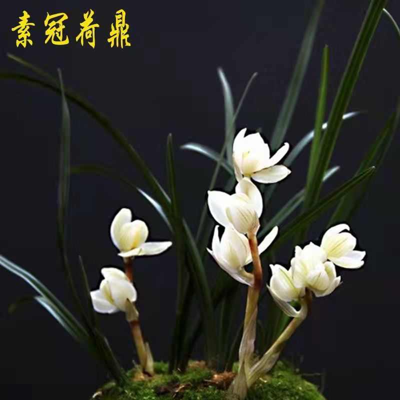 批发 矮种宽叶兰花苗云南阳台办公室盆栽浓香兰花连瓣兰素冠荷鼎