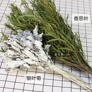 银叶菊 香思叶 黄莺草云南特色干配花配叶干枝装饰手工干花材料