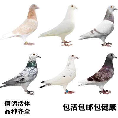 信鸽子活一对黑色白信鸽火凤凰麒麟花红色苍白黄金甲信鸽幼鸽活体