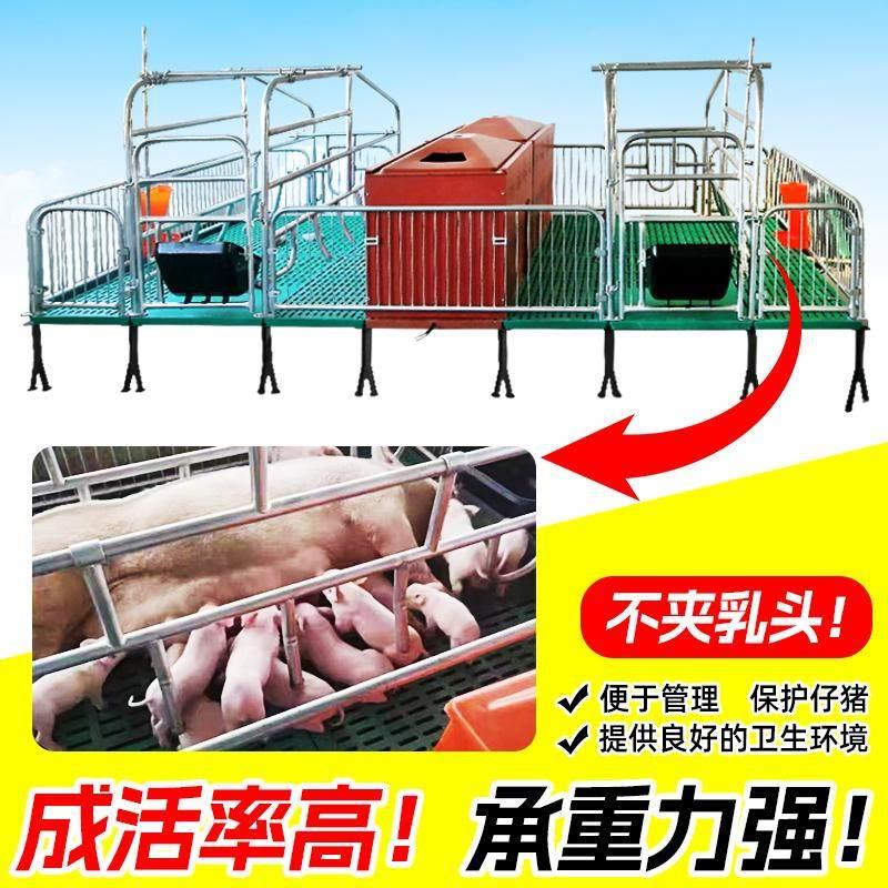 落地式母猪产床双体母猪产床保育床一体养殖猪用热镀锌单体分娩床