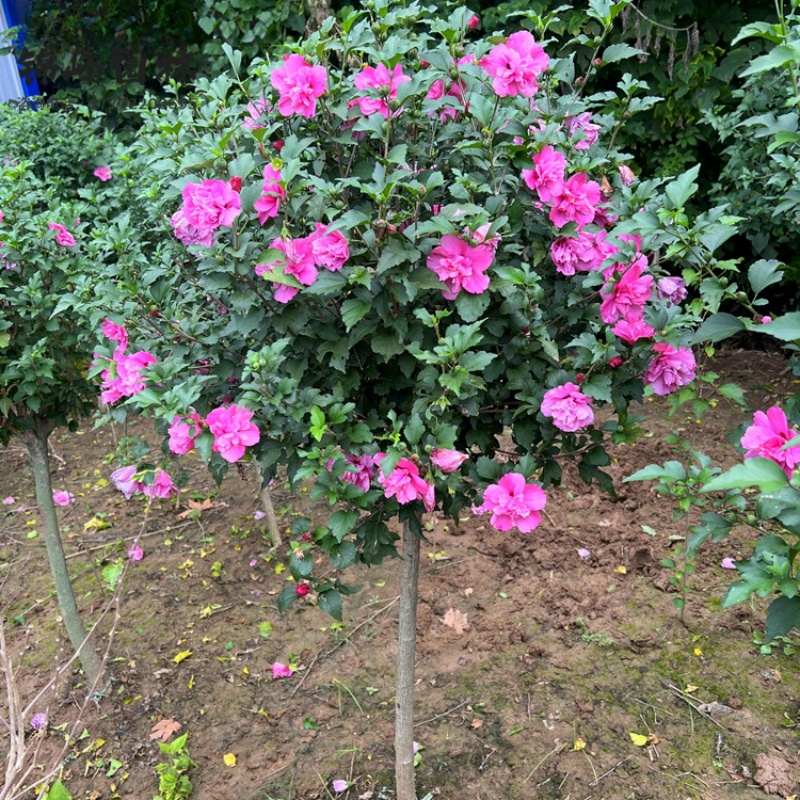 庭院木槿花树苗围墙围栏绿篱笆四季种植耐寒灌木工程绿化花开百日