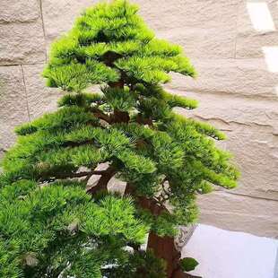 别墅地下室采光井造景新中式玄关迎客松组合摆件入户庭院石头造景