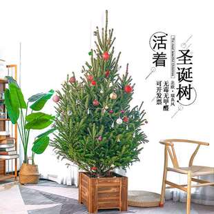 真的圣诞树真树活的诺贝松真树松树圣诞节绿植云杉客厅圣诞树盆栽