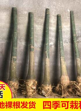 大型发财树步步高客厅室内盆栽大盆景大棵植物大型辫子树苗绿植