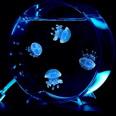 家养小水母活物家养海洋馆巴布亚硝斑点缸生态造景观赏桌面小型水