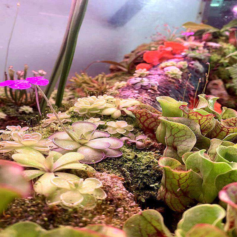 捕蝇草猪笼草茅膏菜子草食人花生态缸多肉植物多肉花卉绿植