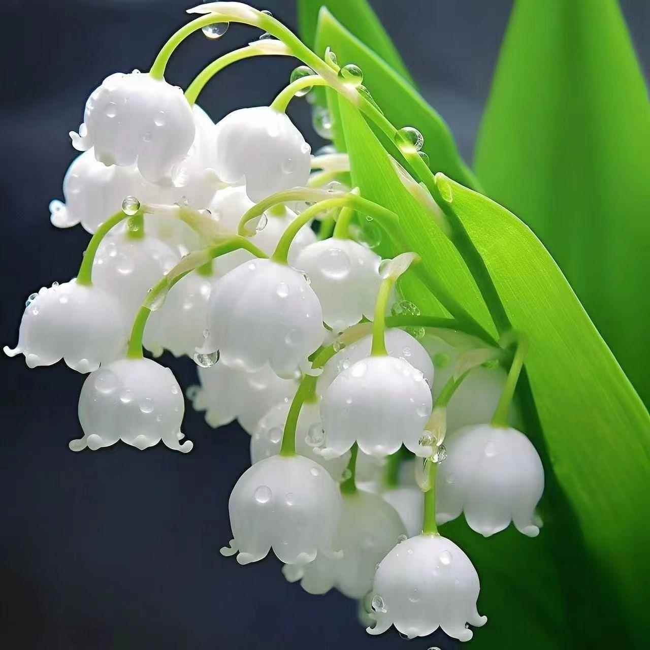 色外铃兰花苗带芽带根盆栽绿混进大型绿植/成品组合盆