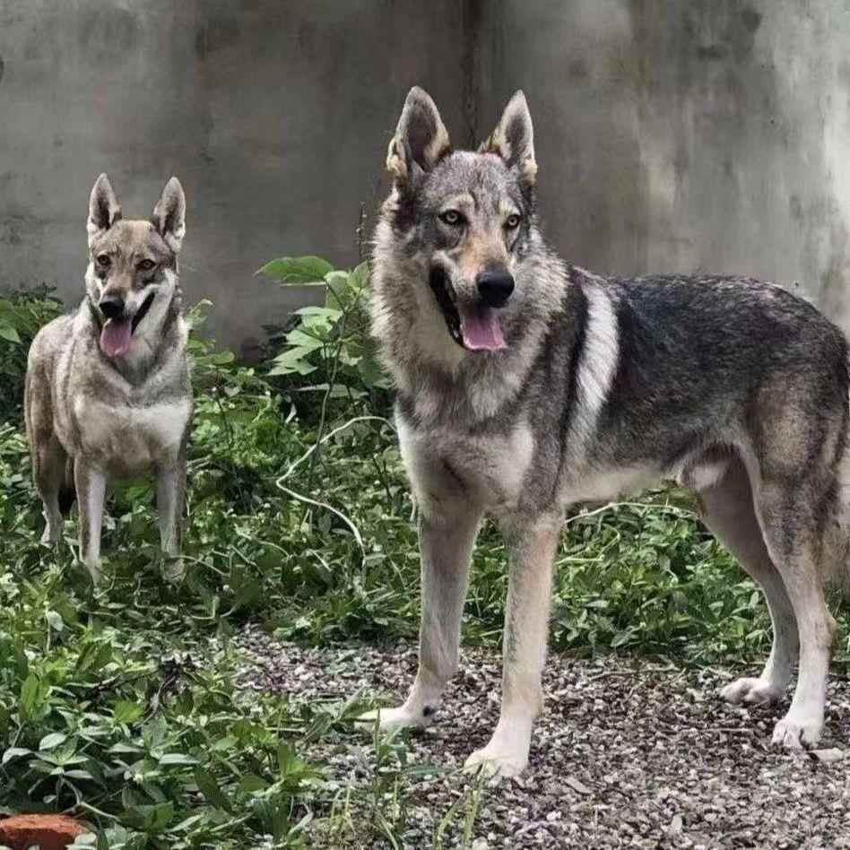 捷克狼犬幼崽便宜大型威猛护主忠心帅气狩猎猛犬狼犬幼犬活的包邮