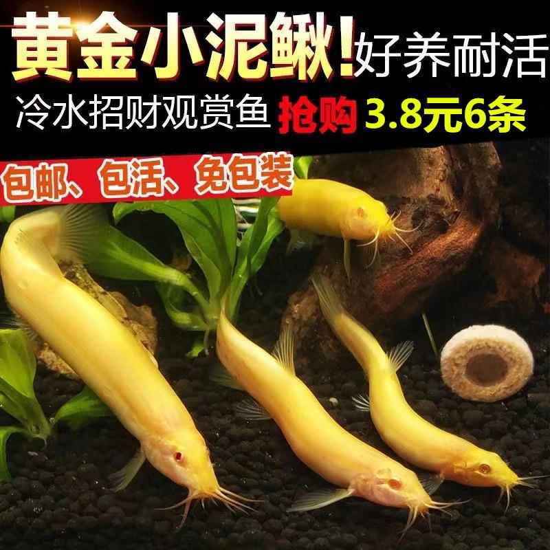 观赏黄金泥鳅清道夫冷水淡水小金龙练手鲜活清洁鱼好活易养不打氧