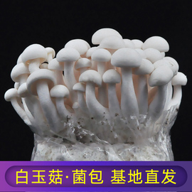 白玉菇蘑菇种植菌包阳台，种蘑菇菌种，菌棒菌菇种家庭室内种植食用菌