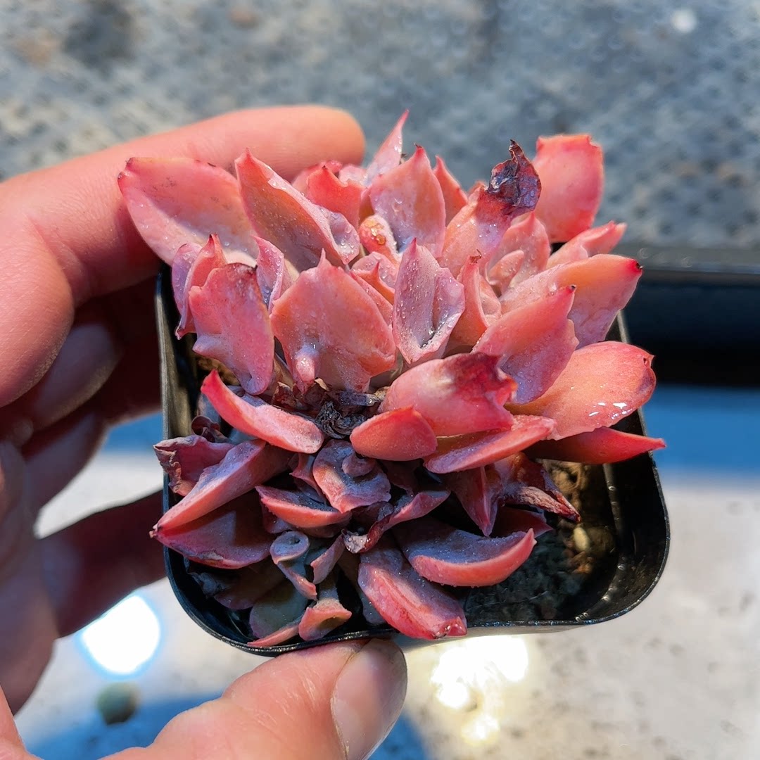 11多肉38包邮魔笛5