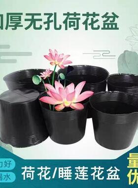 加厚营养杯育苗容器育苗盆营养钵无孔荷花盆专用