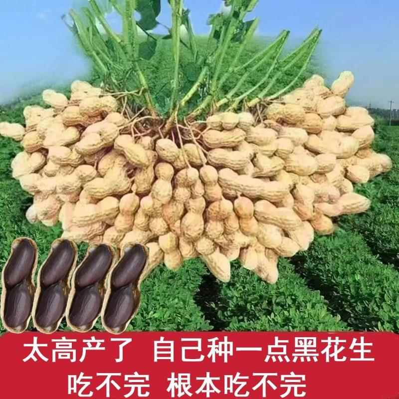 24年黑花生自家种 子粒饱满大粒黑花生榨油富硒黑花生