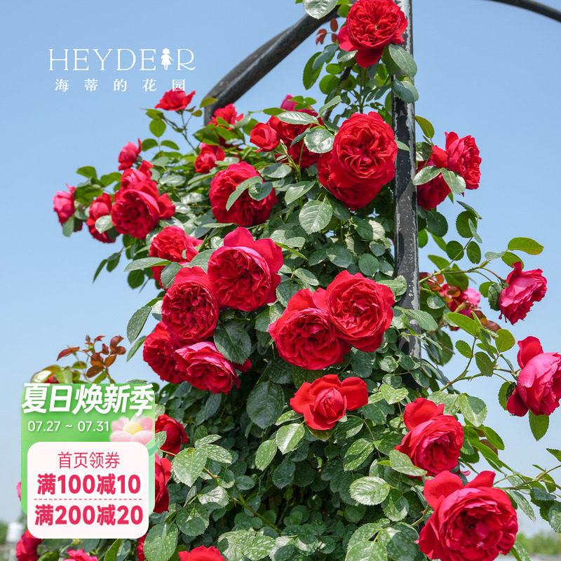 海蒂的花园月季花苗弗洛伦蒂娜藤本花墙拱门爬墙花卉盆栽爬藤植物