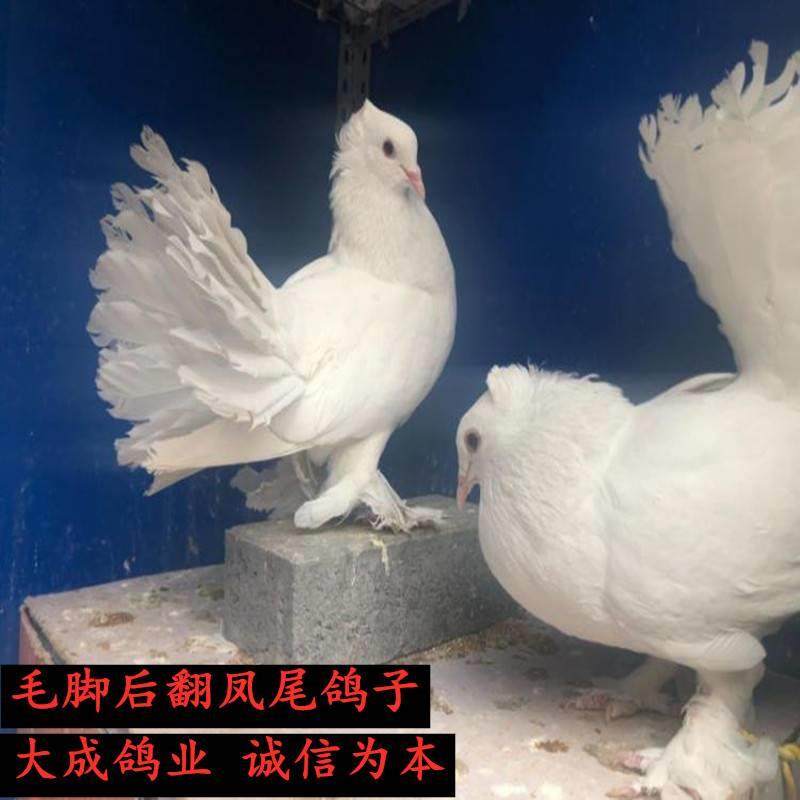 【凤尾鸽子】活体黄色孔雀鸽种鸽黑观赏鸽青年鸽宠物鸽鸟活体信鸽