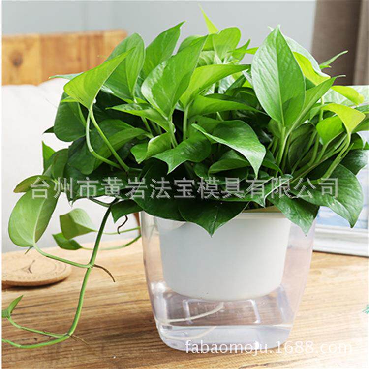 塑料花瓶透明风信子绿萝懒人花盆客厅室内养植物器皿模具