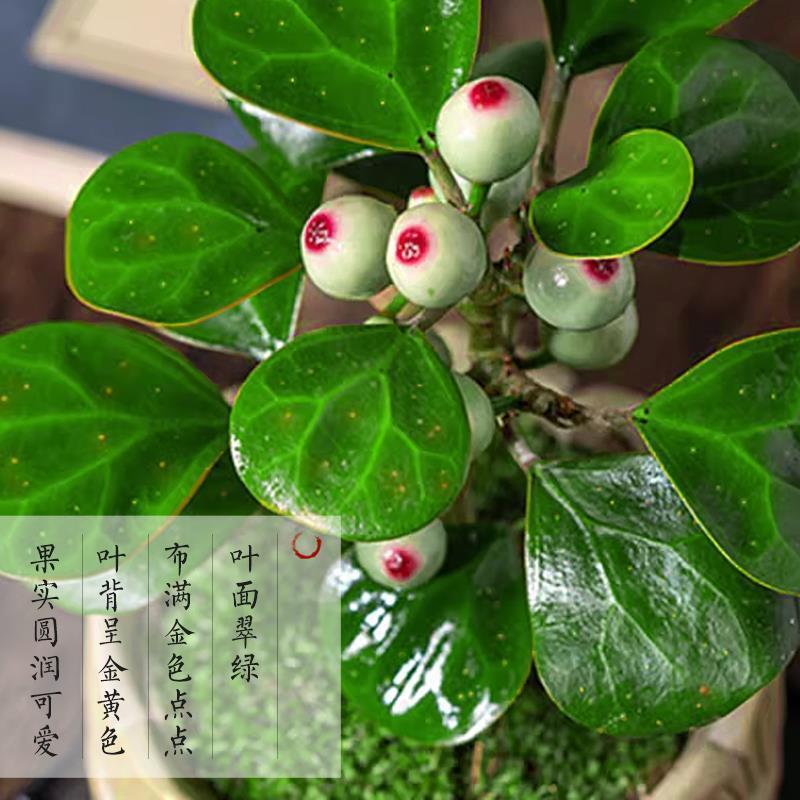 小盼菩提盆景带果中式禅意菩提树盆栽桌面摆件室内创意好养绿植物
