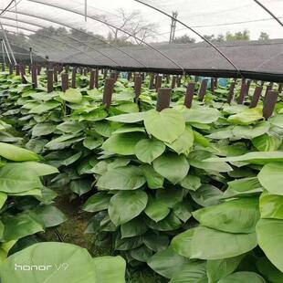 大叶绿萝盆栽室内大型绿化办公室绿植花木绿萝柱