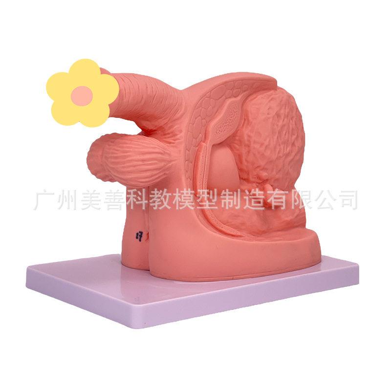 女性内外生殖器解剖简易导尿训练演示练习性泌尿系统教学模型