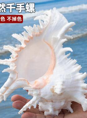天然海螺贝壳大千手螺家居装饰摆件收藏礼品鱼缸造景水族箱装饰